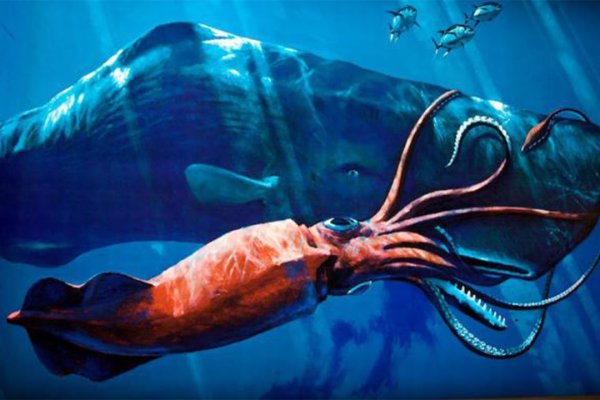 Ссылка на kraken at