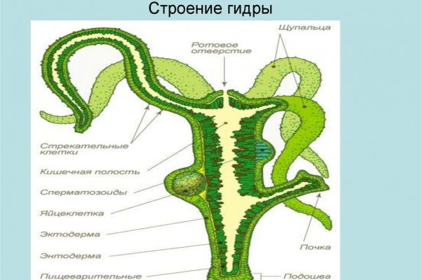 Ссылка на кракен krakens13 at